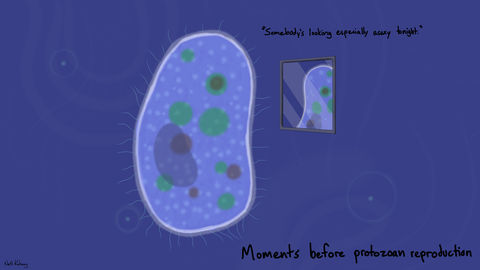 Protozoa
